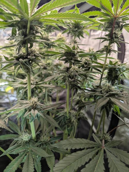 Gary Patron - Nine Weeks Harvest. Week 10