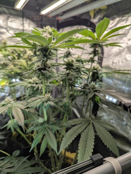 Gary Patron - Nine Weeks Harvest. Week 10