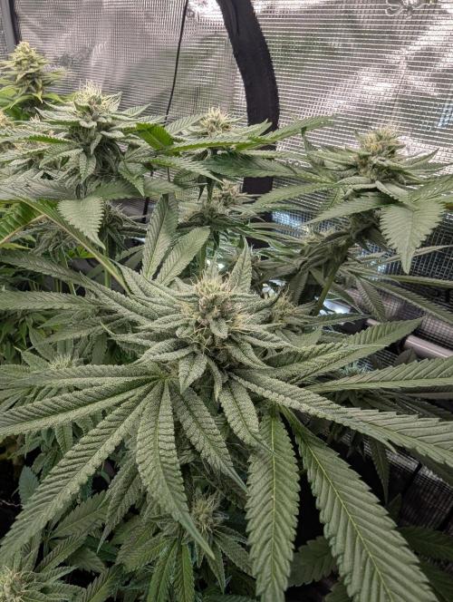 Gary Patron - Nine Weeks Harvest. Week 10