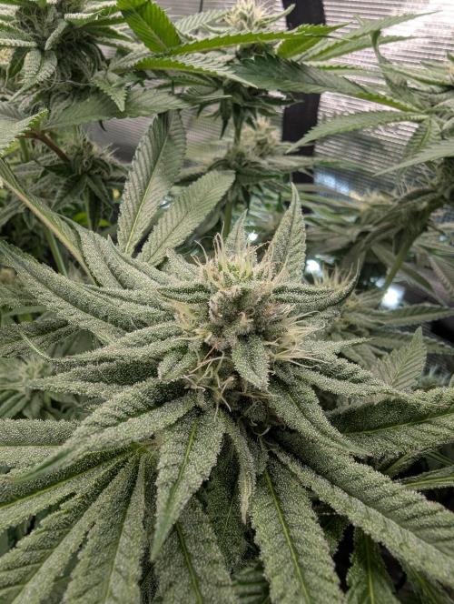 Gary Patron - Nine Weeks Harvest. Week 10