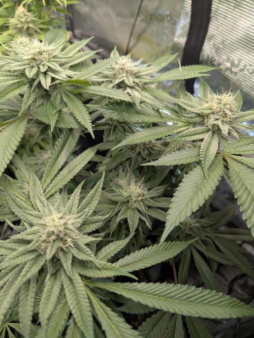 Gary Patron - Nine Weeks Harvest. Week 10