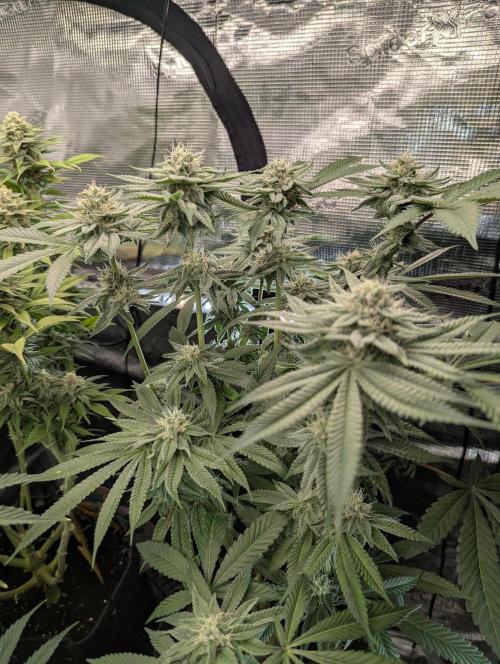 Gary Patron - Nine Weeks Harvest. Week 10
