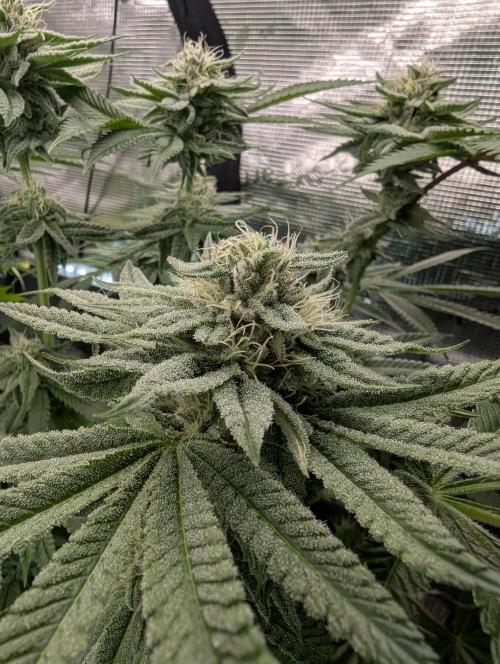 Gary Patron - Nine Weeks Harvest. Week 10