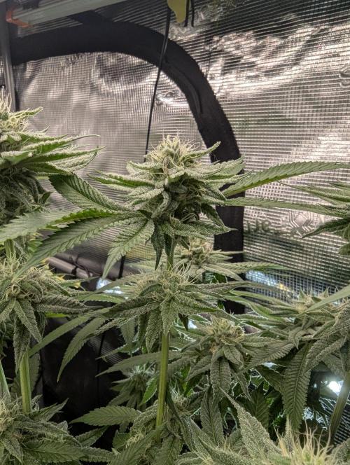 Gary Patron - Nine Weeks Harvest. Week 10