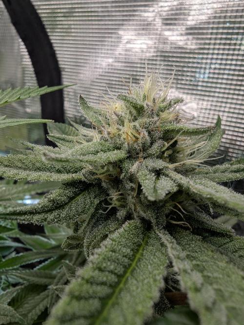 Gary Patron - Nine Weeks Harvest. Week 10