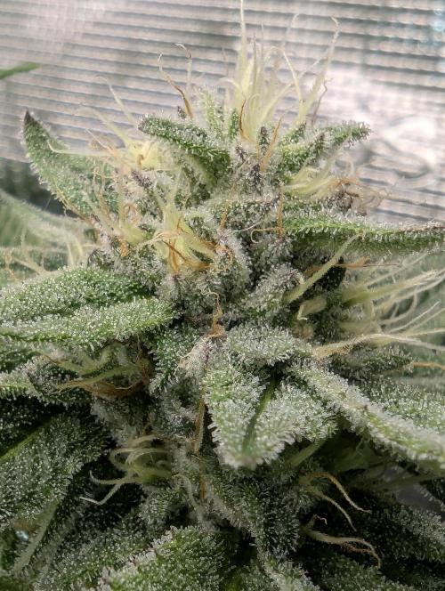 Gary Patron - Nine Weeks Harvest. Week 10