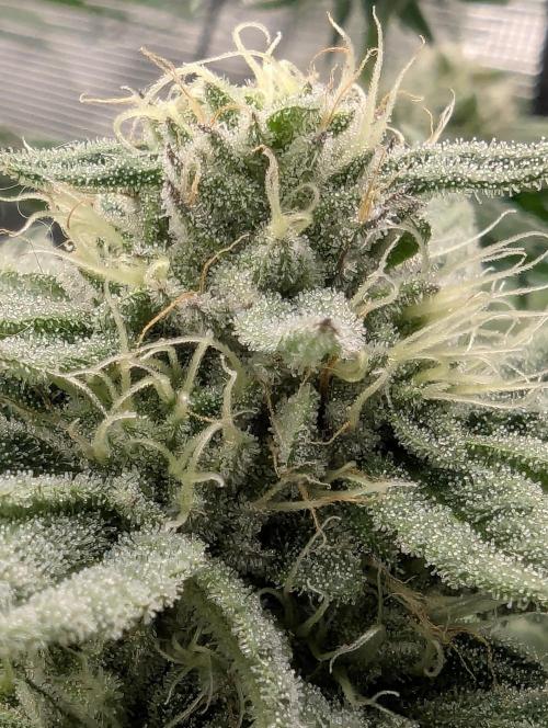 Gary Patron - Nine Weeks Harvest. Week 10