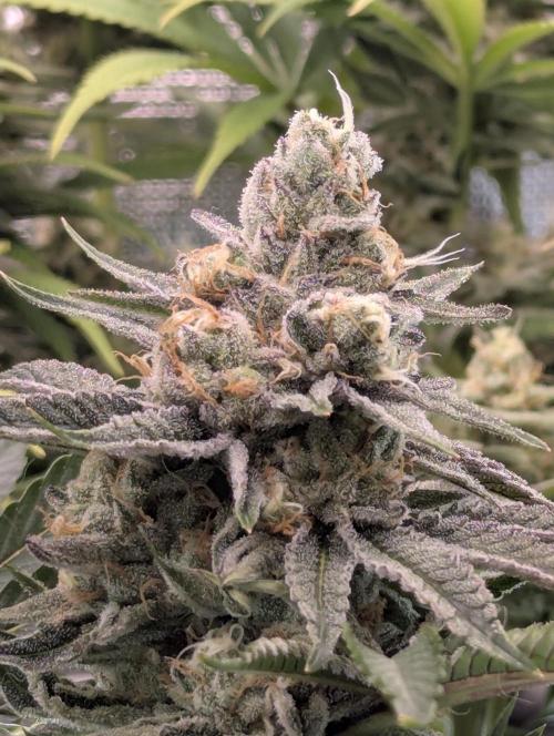 ZkyscraperZ - N.Y.Ceeds. Week 11