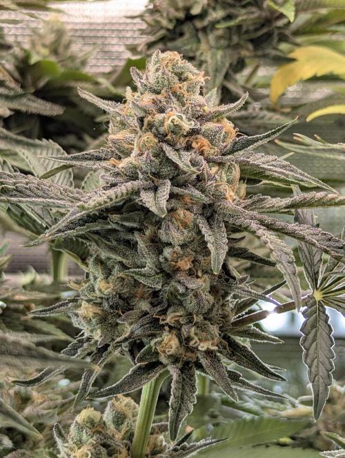 ZkyscraperZ - N.Y.Ceeds. Week 11