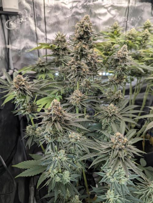 ZkyscraperZ - N.Y.Ceeds. Week 11
