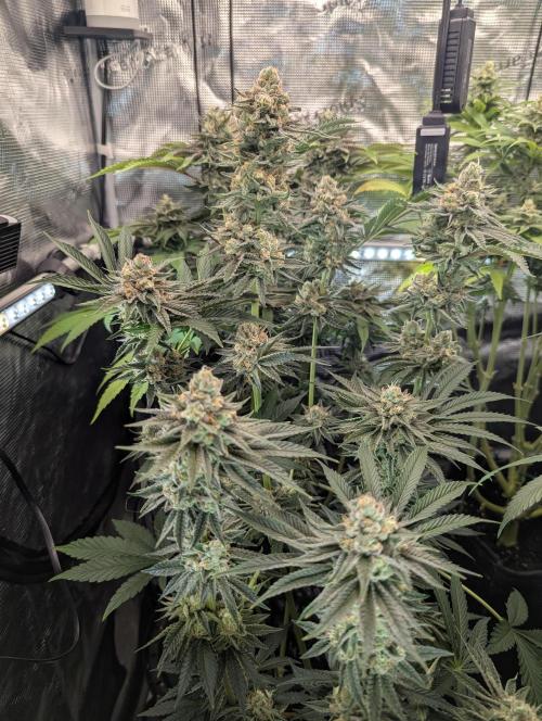 ZkyscraperZ - N.Y.Ceeds. Week 11