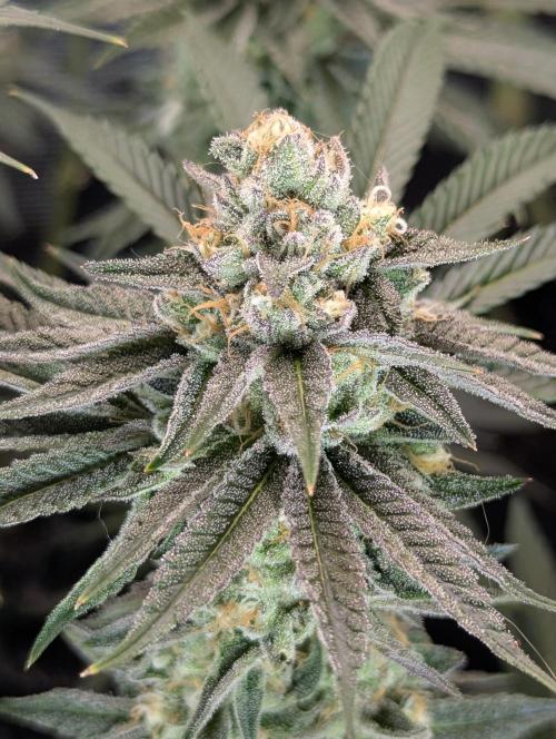 ZkyscraperZ - N.Y.Ceeds. Week 11