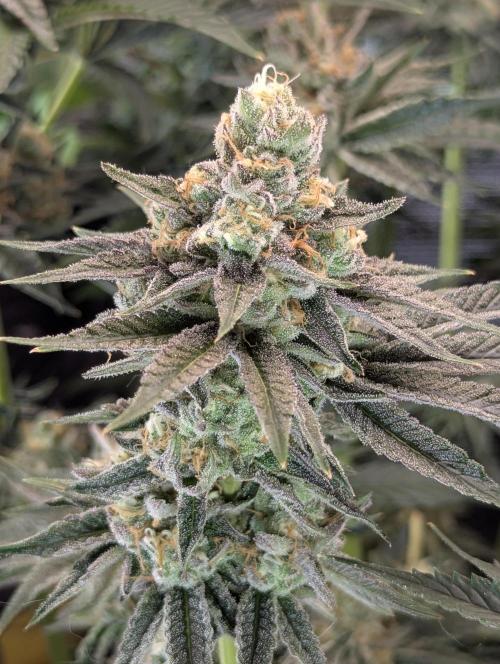 ZkyscraperZ - N.Y.Ceeds. Week 11