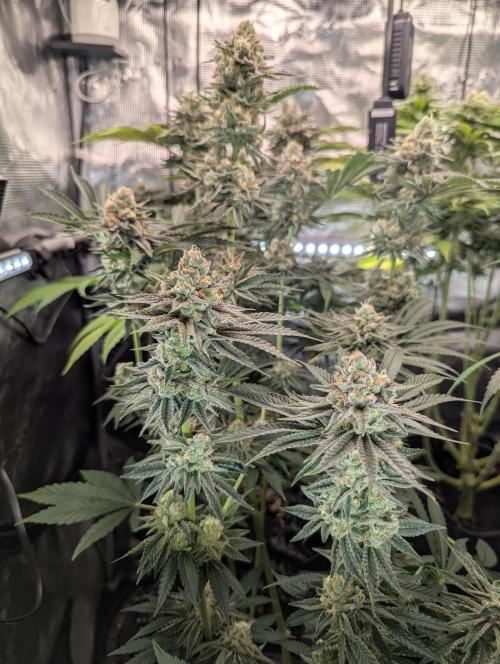 ZkyscraperZ - N.Y.Ceeds. Week 11