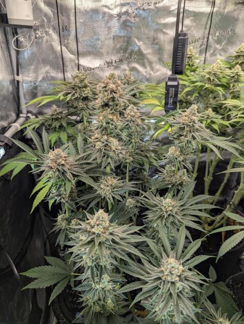 ZkyscraperZ - N.Y.Ceeds. Week 11