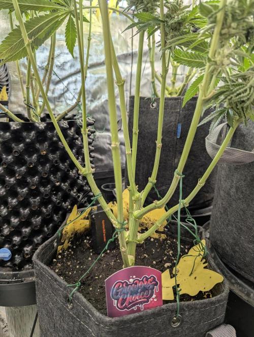 ZkyscraperZ - N.Y.Ceeds. Week 11