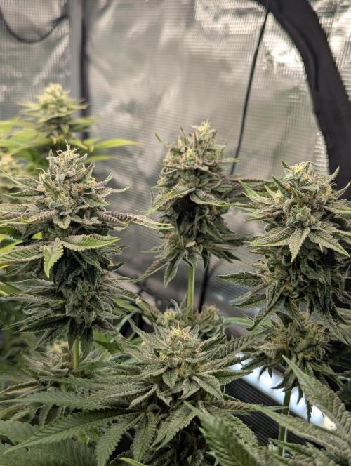Monaco - Nine Weeks Harvest. Week 10