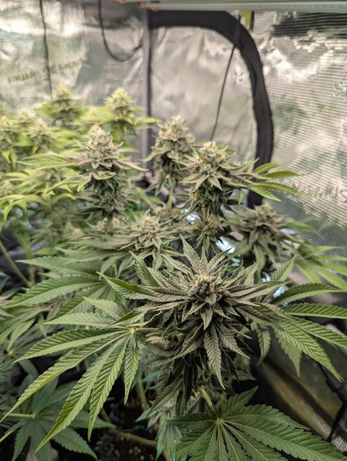 Monaco - Nine Weeks Harvest. Week 10