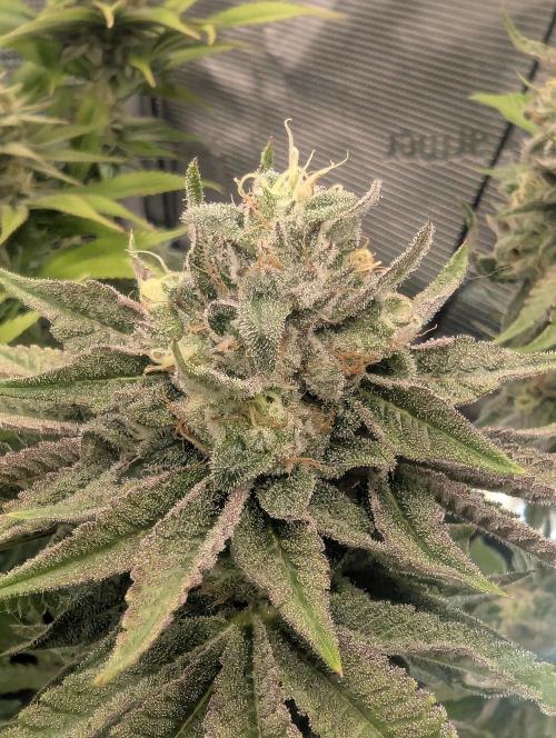 Monaco - Nine Weeks Harvest. Week 10
