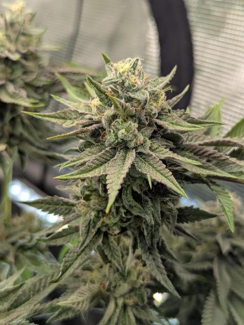 Monaco - Nine Weeks Harvest. Week 10