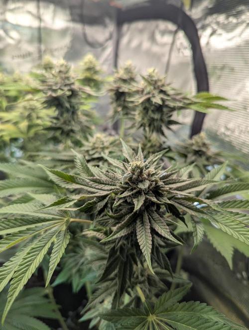 Monaco - Nine Weeks Harvest. Week 10