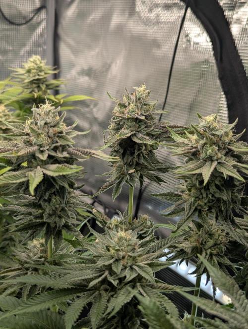 Monaco - Nine Weeks Harvest. Week 10