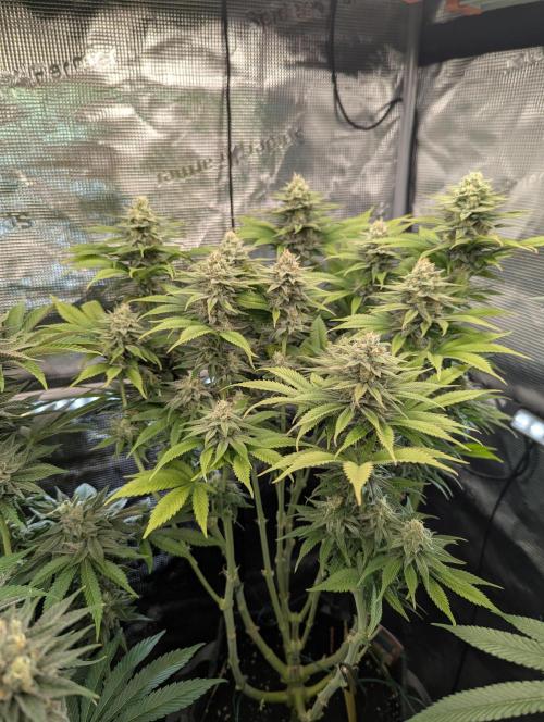Holy Snow - Greenhouse Seed Co.. Week 11