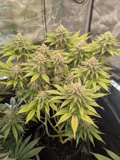Holy Snow - Greenhouse Seed Co.. Week 11