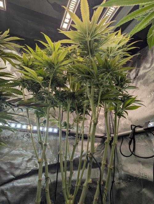 Holy Snow - Greenhouse Seed Co.. Week 11
