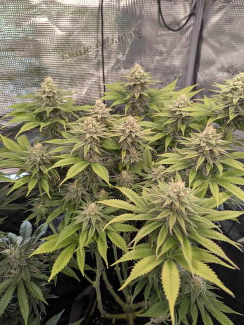 Holy Snow - Greenhouse Seed Co.. Week 11