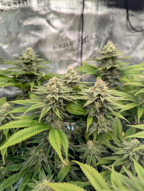 Holy Snow - Greenhouse Seed Co.. Week 11