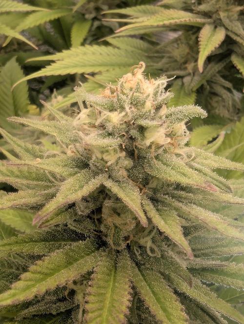 Holy Snow - Greenhouse Seed Co.. Week 11