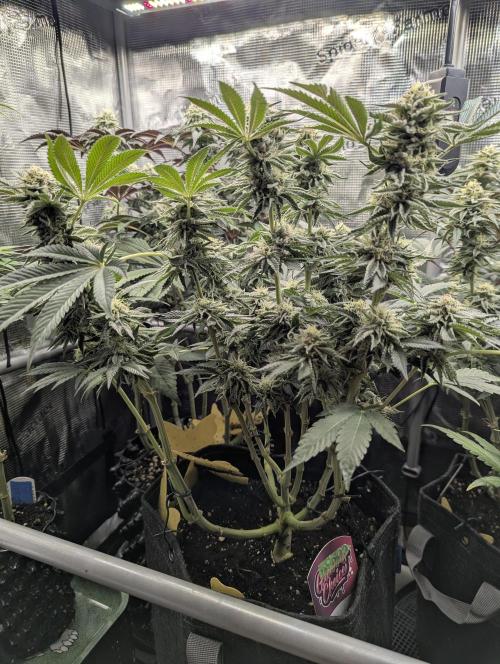 Night Ritual - Wizard Trees. Week 10