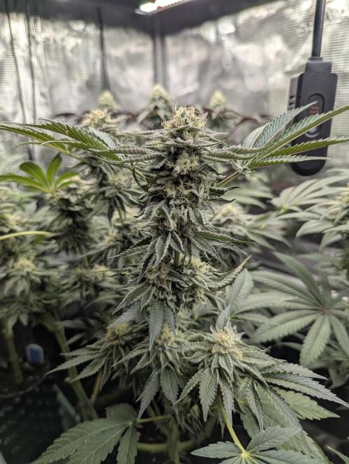 Night Ritual - Wizard Trees. Week 10