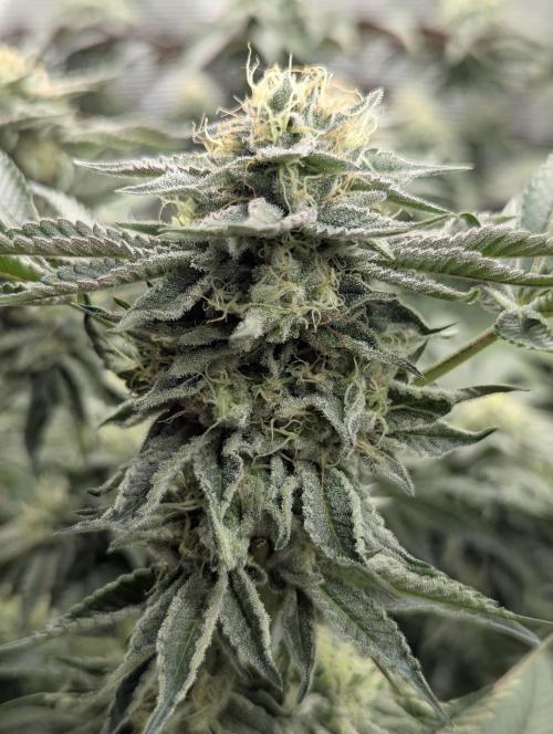 Night Ritual - Wizard Trees. Week 10