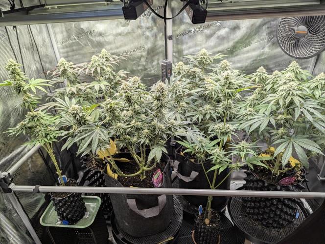 Night Ritual - Wizard Trees. Week 10