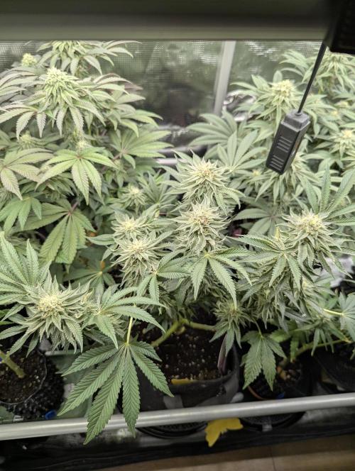 Night Ritual - Wizard Trees. Week 10