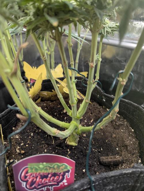 Night Ritual - Wizard Trees. Week 10