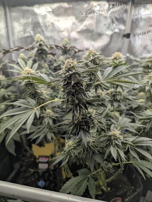 Night Ritual - Wizard Trees. Week 10