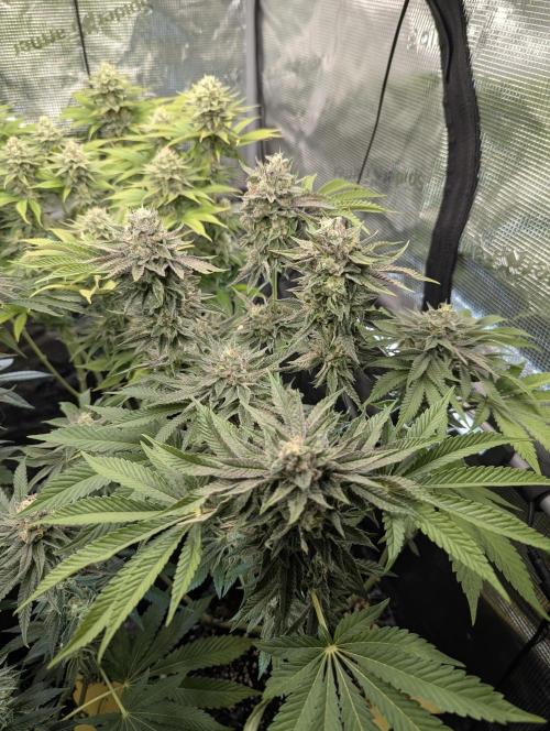 Monaco - Nine Weeks Harvest. Week 10