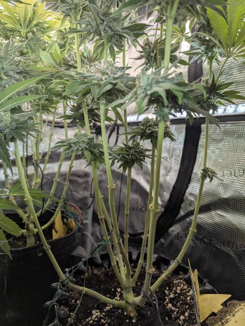 Monaco - Nine Weeks Harvest. Week 10
