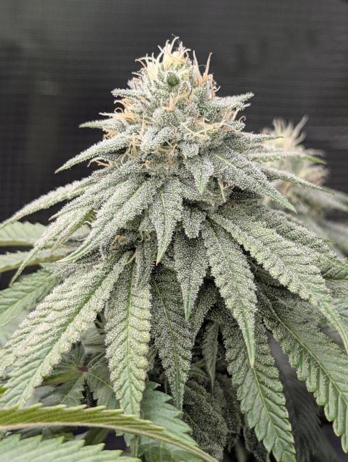 Glue 31 - Compound Genetics. Week 9