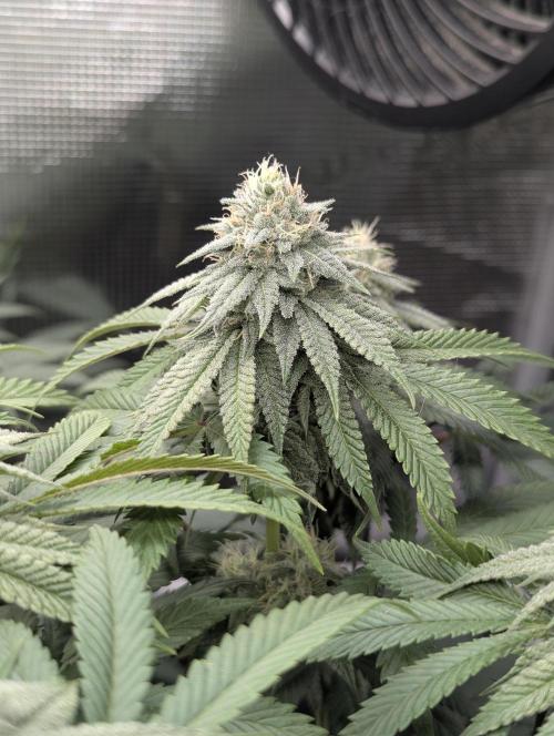 Glue 31 - Compound Genetics. Week 9