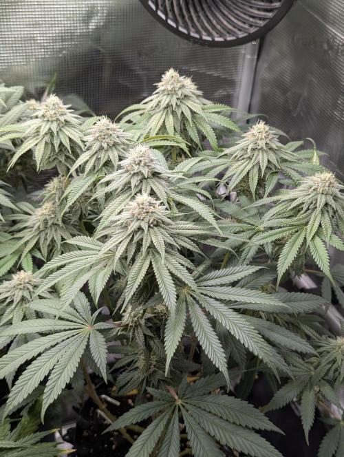 Glue 31. Week 9