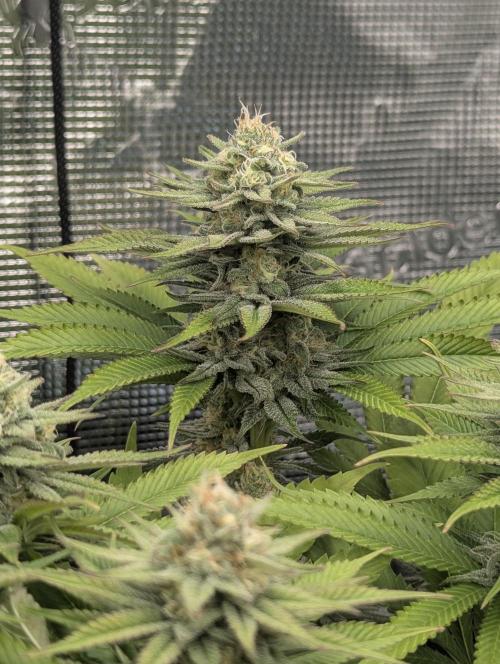 Holy Snow - Greenhouse Seed Co.. Week 11