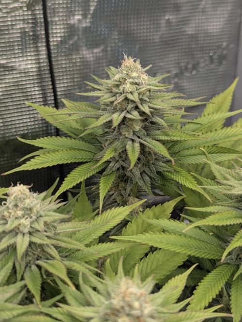 Holy Snow - Greenhouse Seed Co.. Week 11