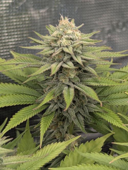 Holy Snow. Week 11