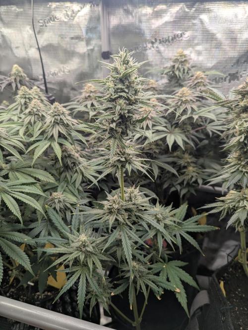 Toad Venum Auto - Growers Choice. Week 6