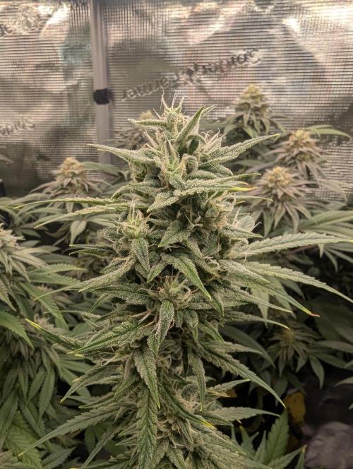 Toad Venum Auto - Growers Choice. Week 6