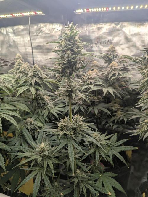Toad Venum Auto - Growers Choice. Week 6